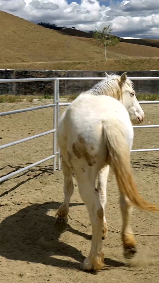 Post 9 by Bar SZ Ranch on TikTok (video)