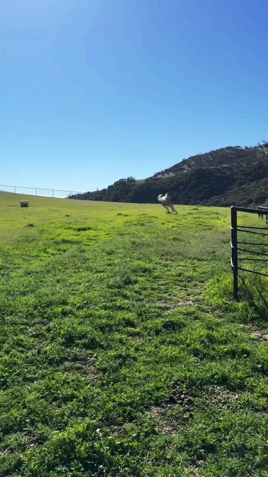 Post 5 by Bar SZ Ranch on TikTok (video)