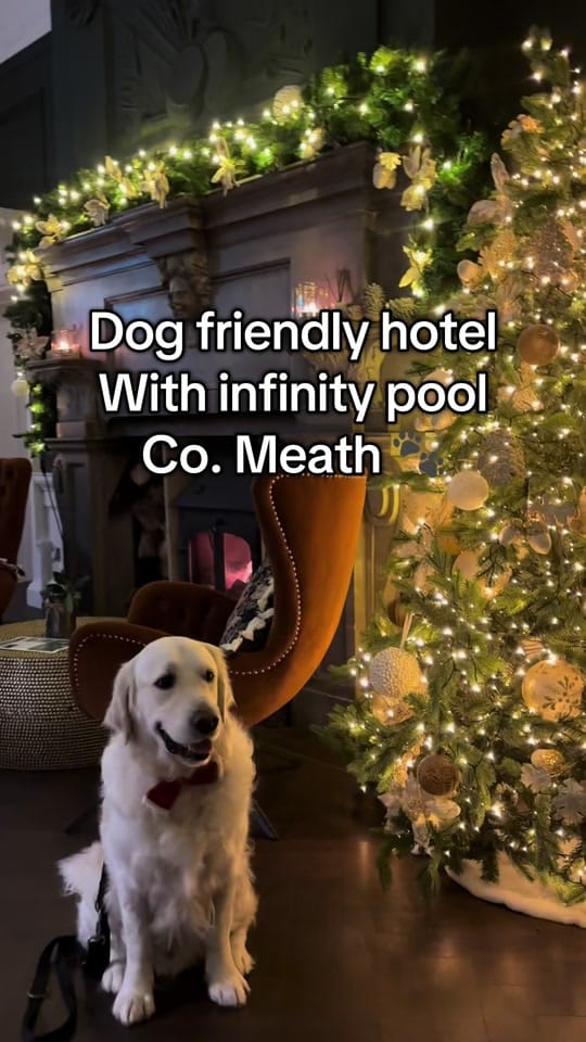 Post 3 by baileysgoldenadventures on TikTok (video)