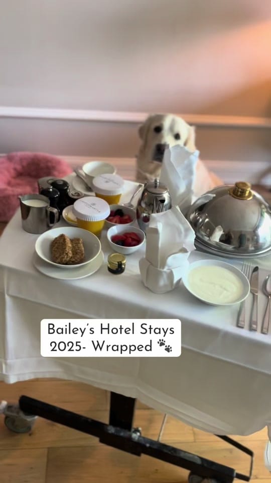 Post 2 by baileysgoldenadventures on TikTok (video)