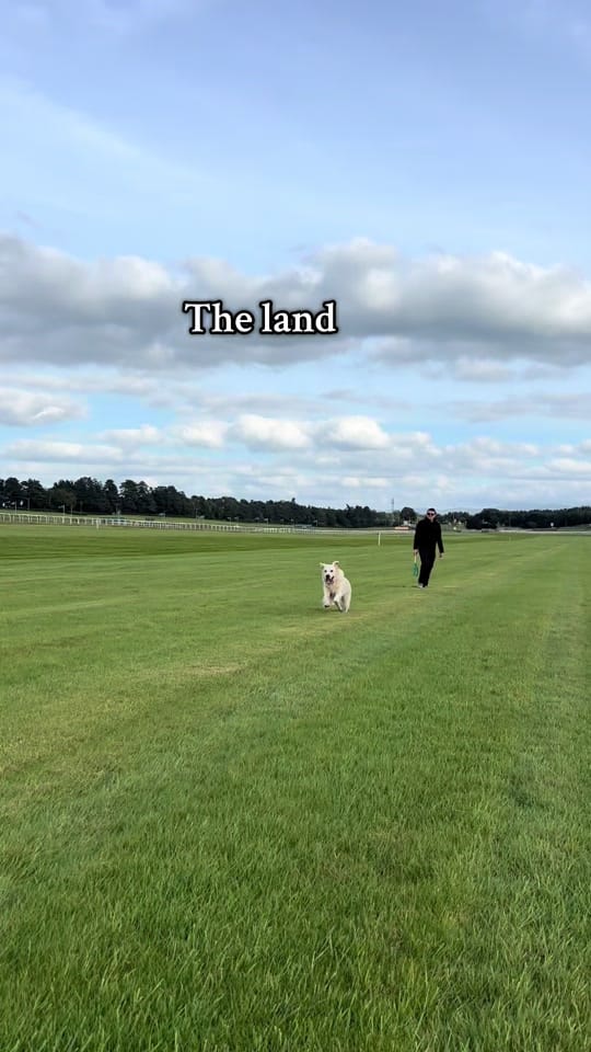 Post 7 by baileysgoldenadventures on TikTok (video)