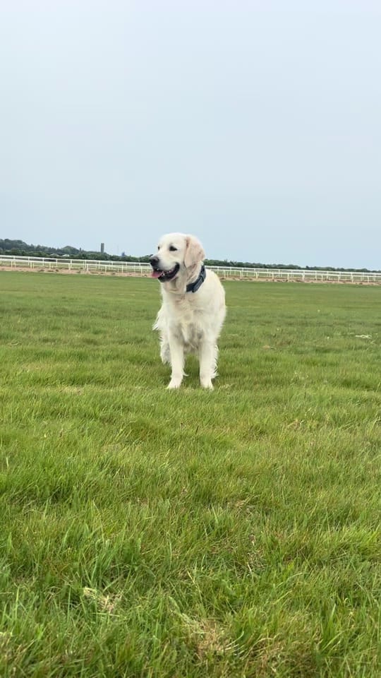 Post 6 by baileysgoldenadventures on TikTok (video)