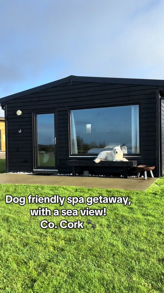 Post 8 by baileysgoldenadventures on TikTok (video)
