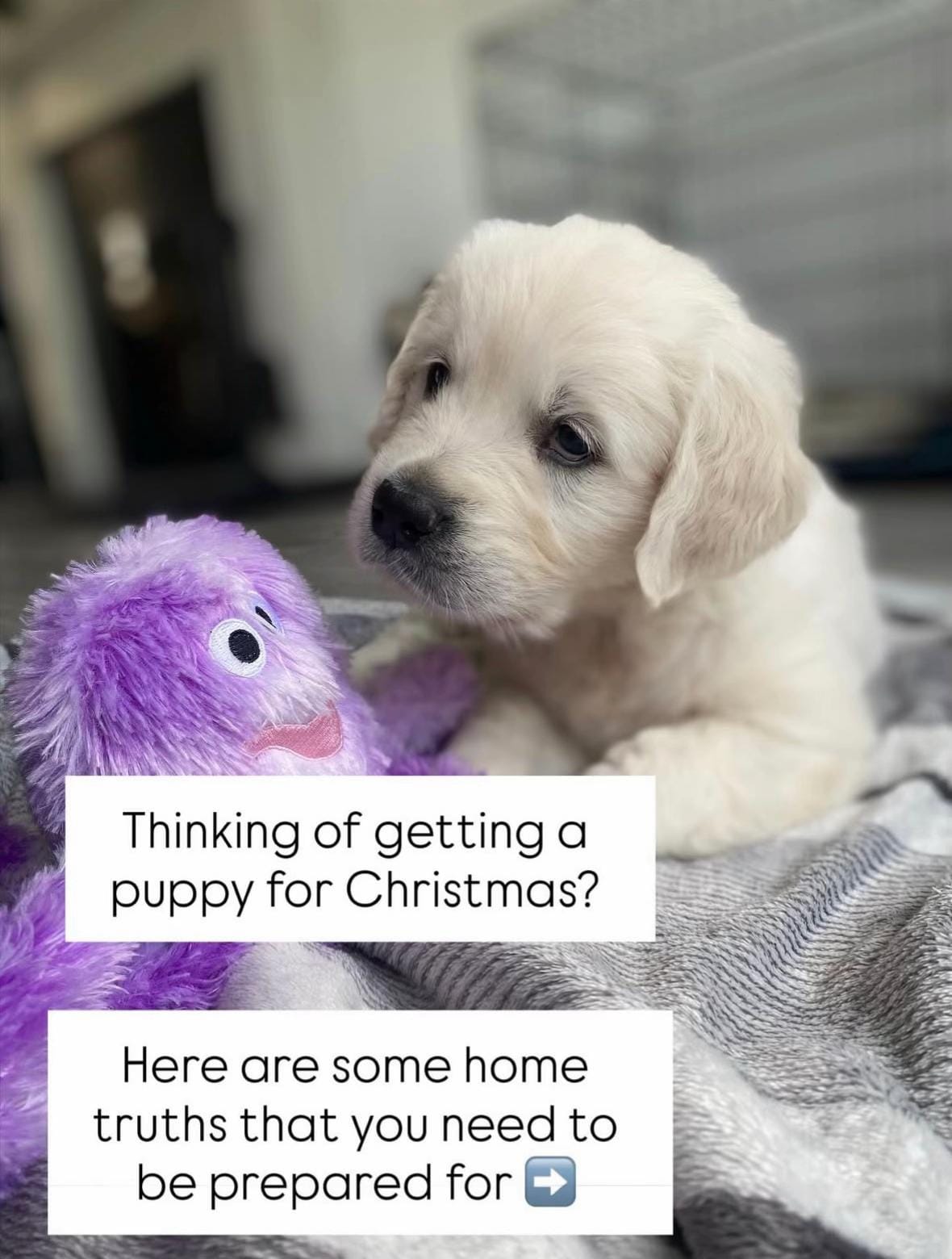 Post 5 by baileysgoldenadventures on TikTok (video)