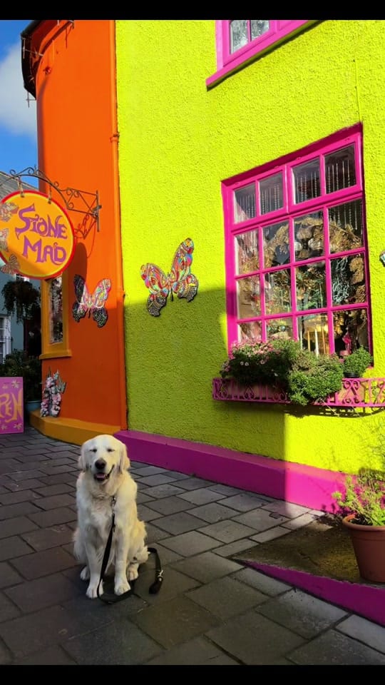Post 9 by baileysgoldenadventures on TikTok (video)