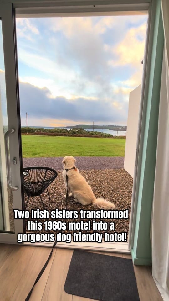Post 10 by baileysgoldenadventures on TikTok (video)