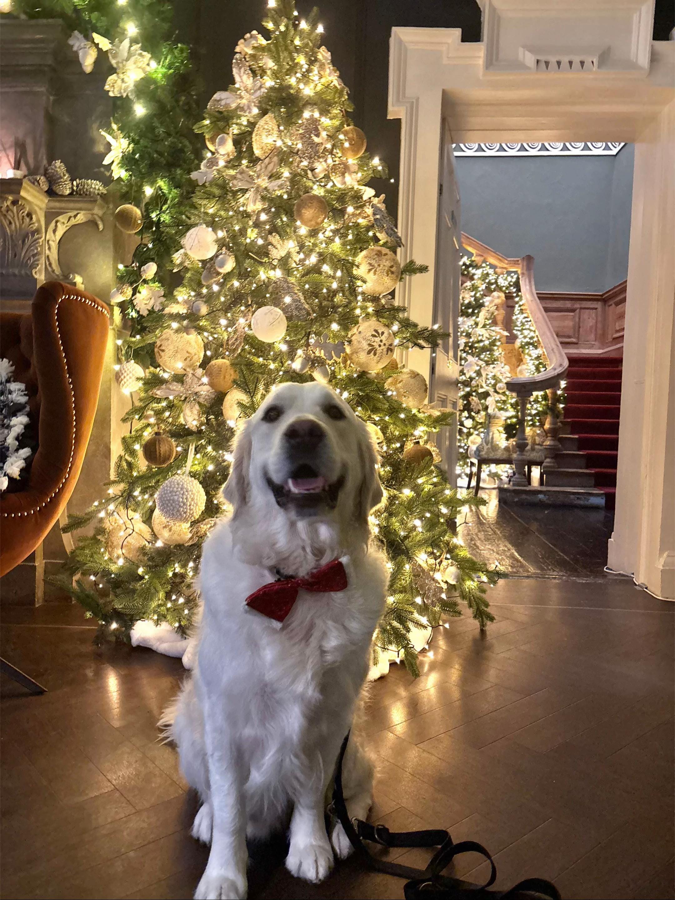 Post 4 by baileysgoldenadventures on TikTok (video)