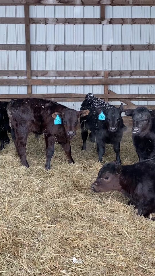 Post 5 by doddscattle on TikTok (video)