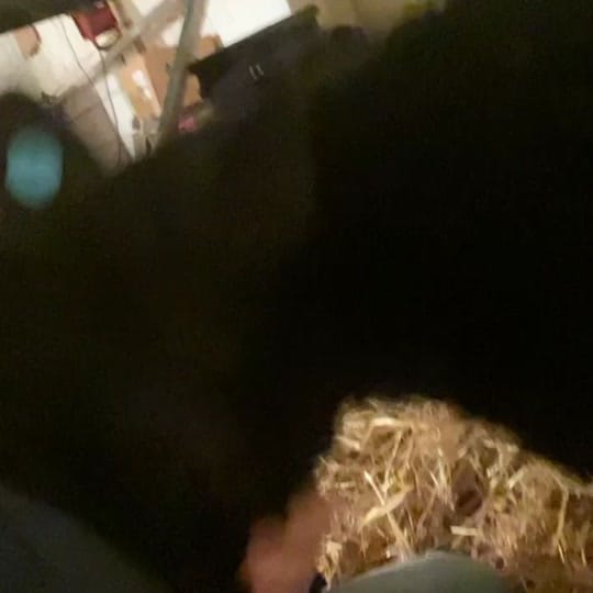 Post 6 by doddscattle on TikTok (video)