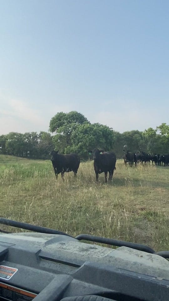 Post 1 by doddscattle on TikTok (video)