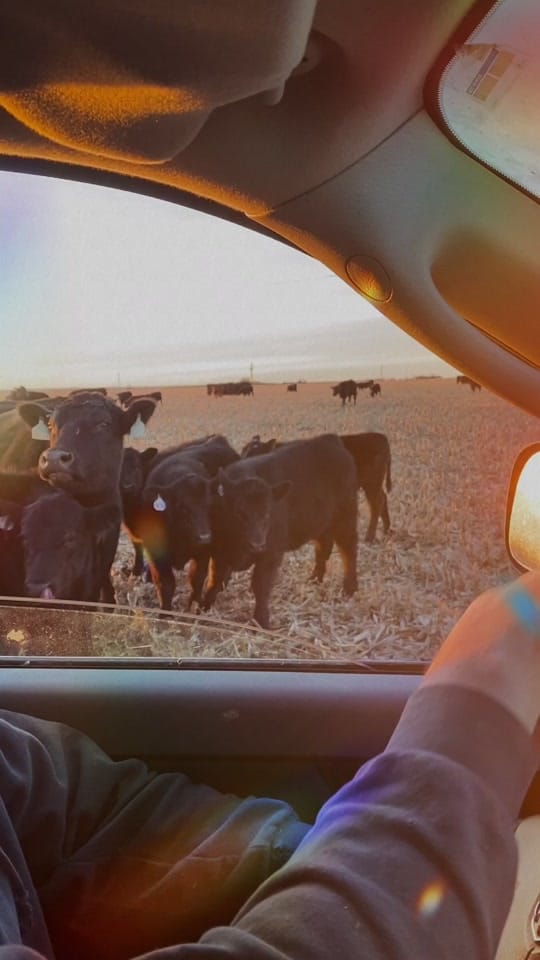 Post 7 by doddscattle on TikTok (video)