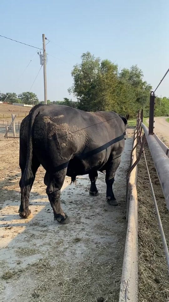 Post 8 by doddscattle on TikTok (video)