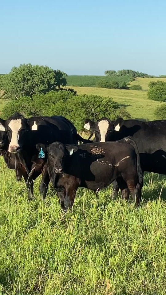 Post 9 by doddscattle on TikTok (video)