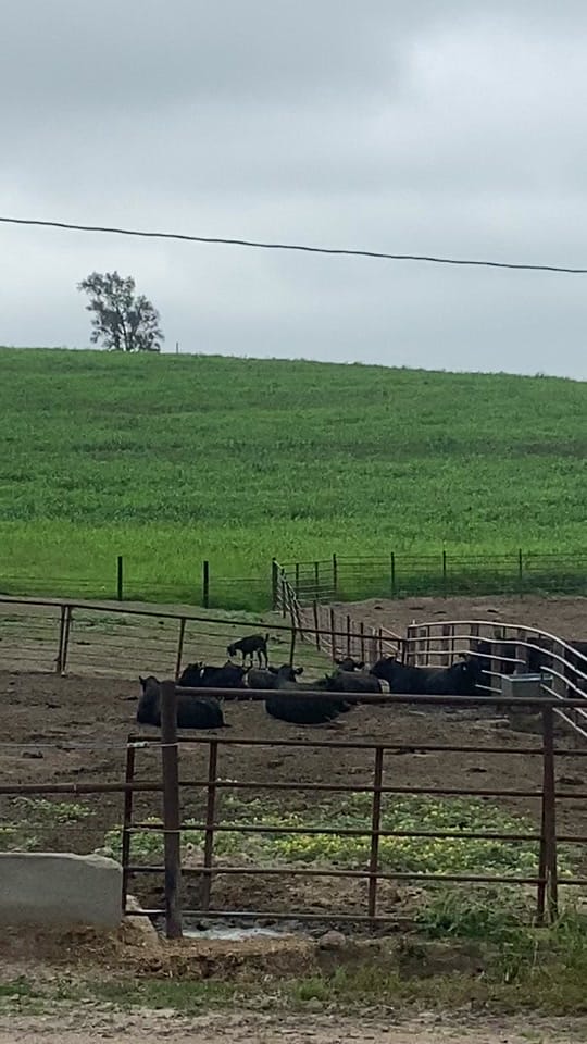 Post 2 by doddscattle on TikTok (video)