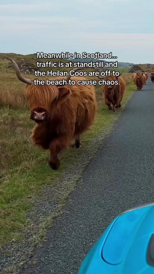 Post 5 by A Scots Eye View on TikTok (video)