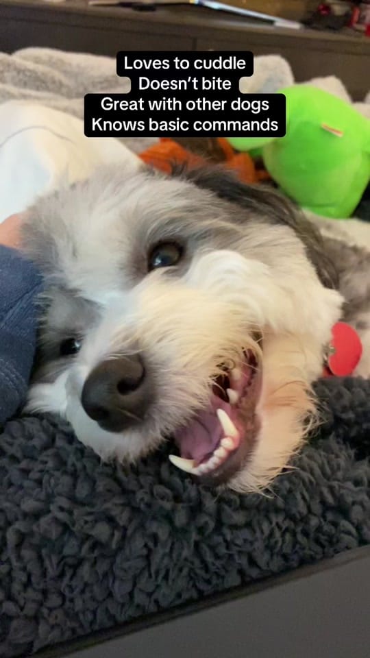 Post 5 by Sammy Gorin on TikTok (video)