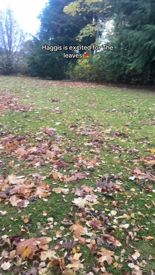 Post 5 by The Scottish staffy on TikTok (video)