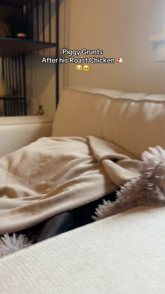Post 4 by The Scottish staffy on TikTok (video)