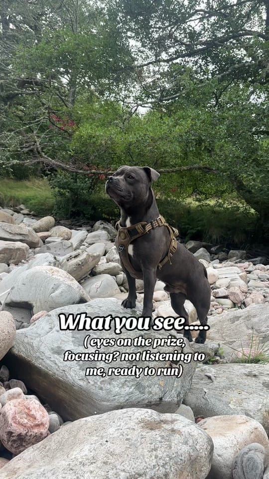 Post 2 by The Scottish staffy on TikTok (video)