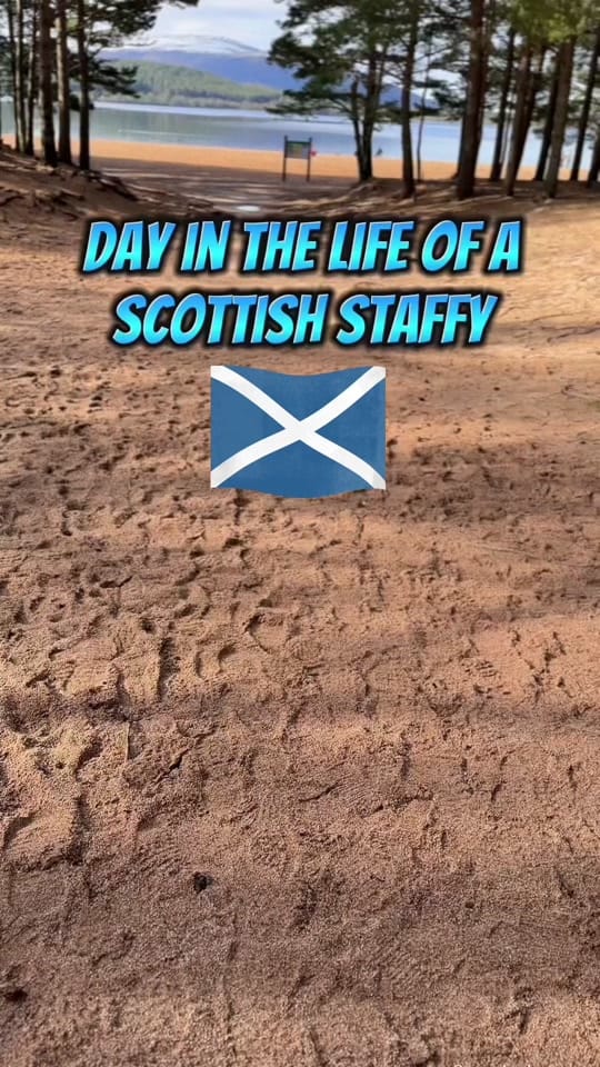 Post 8 by The Scottish staffy on TikTok (video)