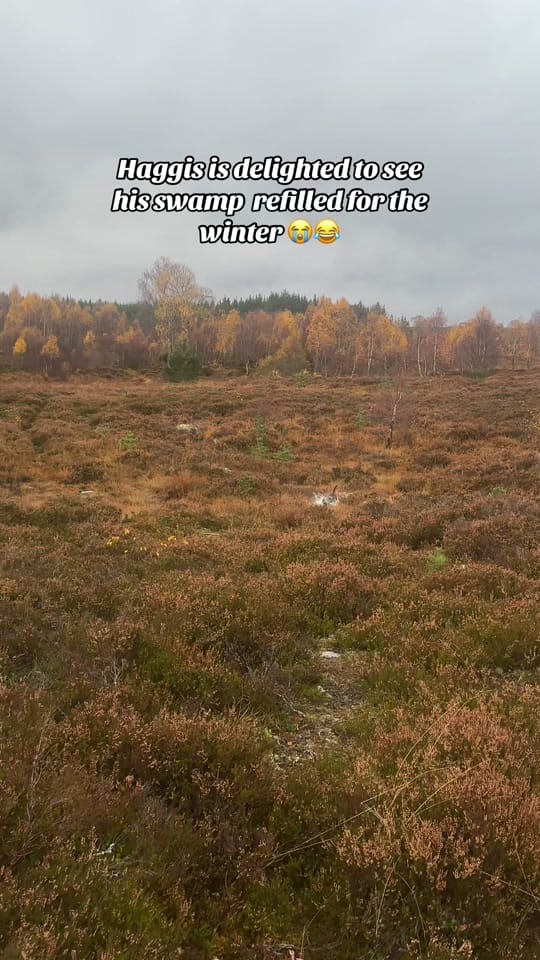 Post 1 by The Scottish staffy on TikTok (video)