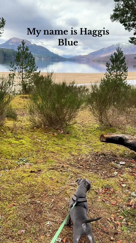Post 10 by The Scottish staffy on TikTok (video)