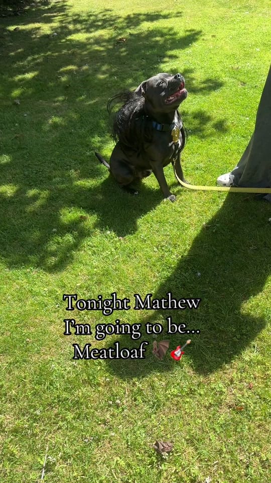 Post 6 by The Scottish staffy on TikTok (video)