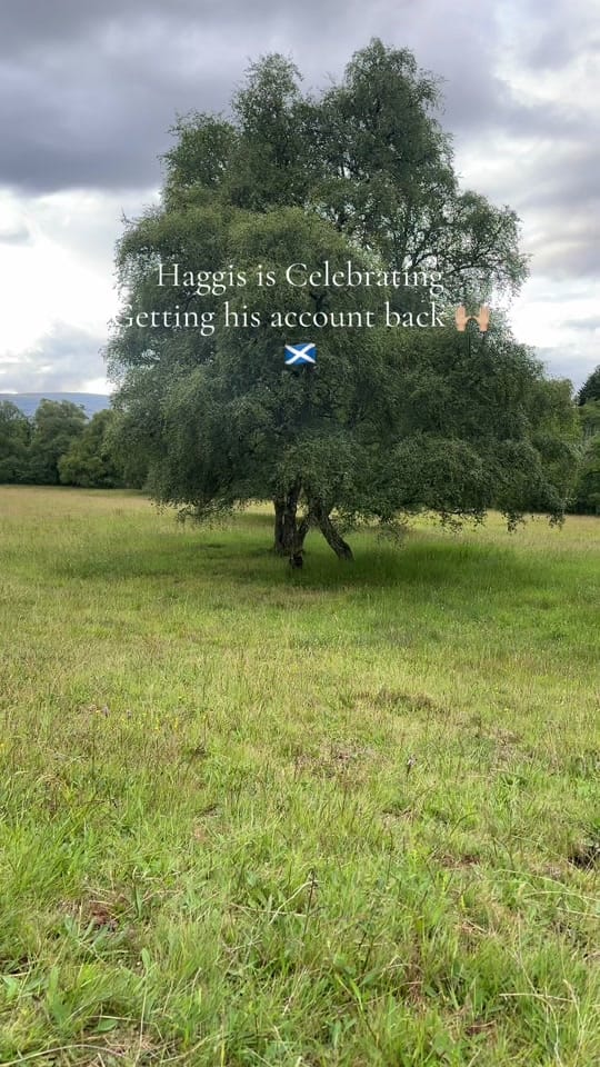 Post 7 by The Scottish staffy on TikTok (video)