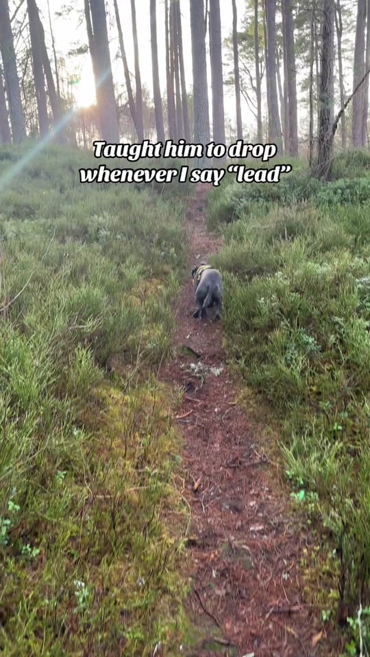 Post 3 by The Scottish staffy on TikTok (video)