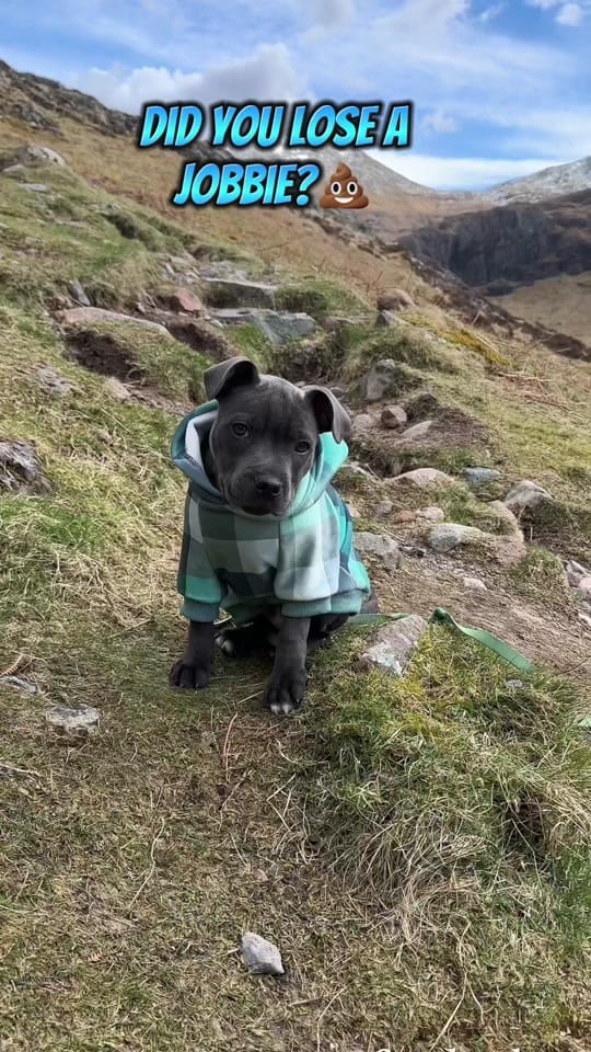 Post 9 by The Scottish staffy on TikTok (video)