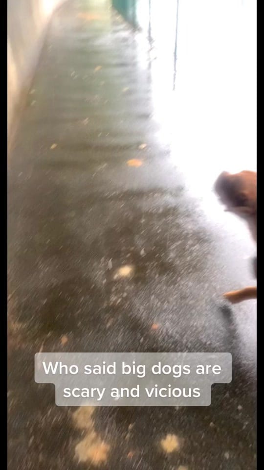 Post 8 by Ieuanclive23 on TikTok (video)