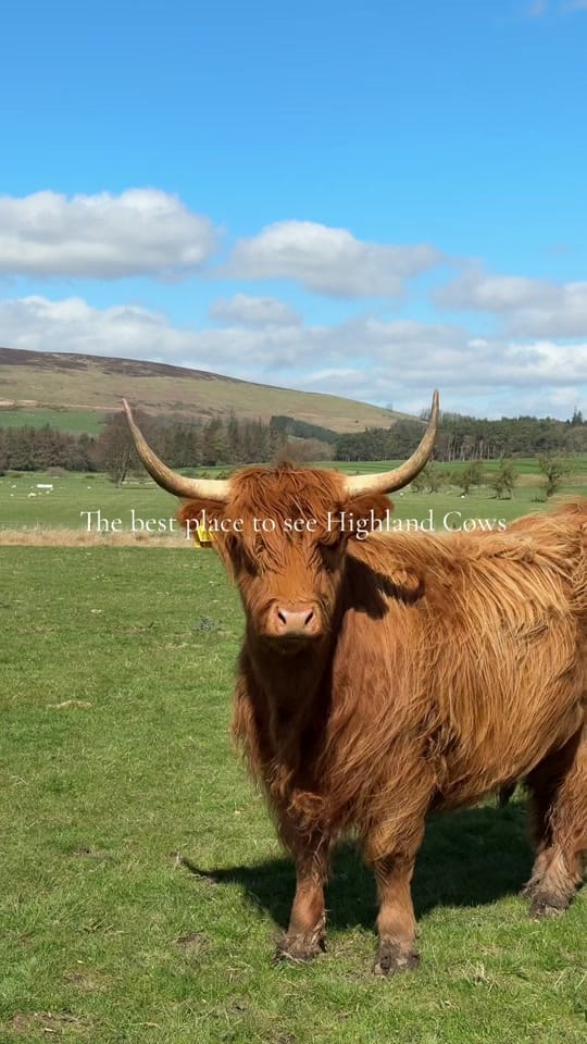 Post 5 by Highland Holidays on TikTok (video)
