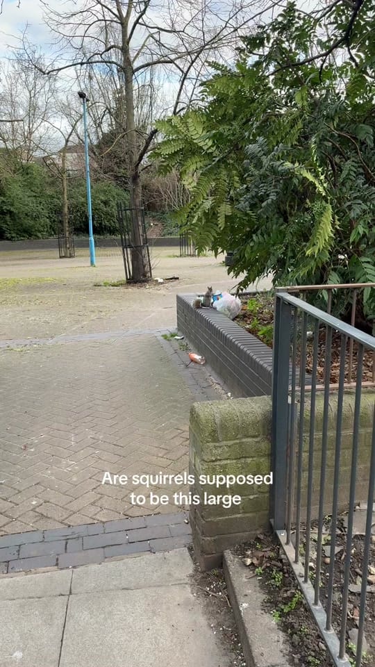 Post 6 by Sarah | Kiwi moving to London on TikTok (video)