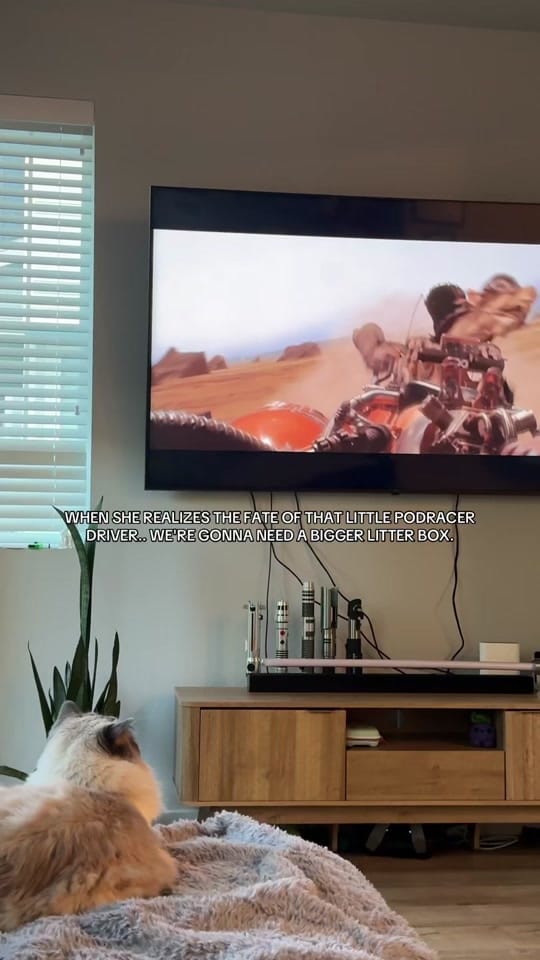 Post 2 by farahsmeadow on TikTok (video)