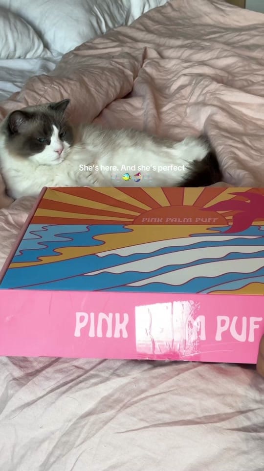 Post 10 by farahsmeadow on TikTok (video)