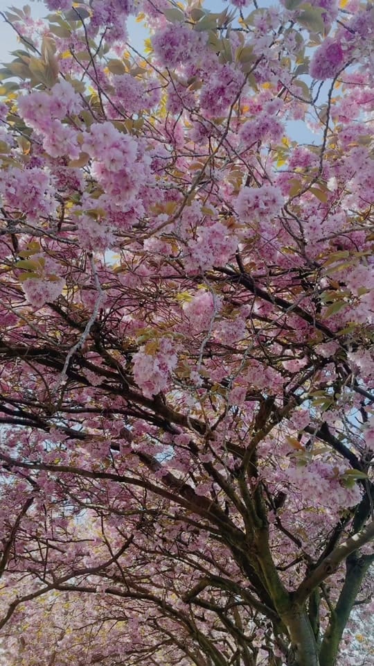 Post 7 by The Witchery on TikTok (video)