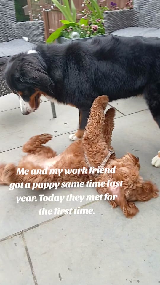 Post 3 by Mabel the Bagel the cockerpoo on TikTok (video)