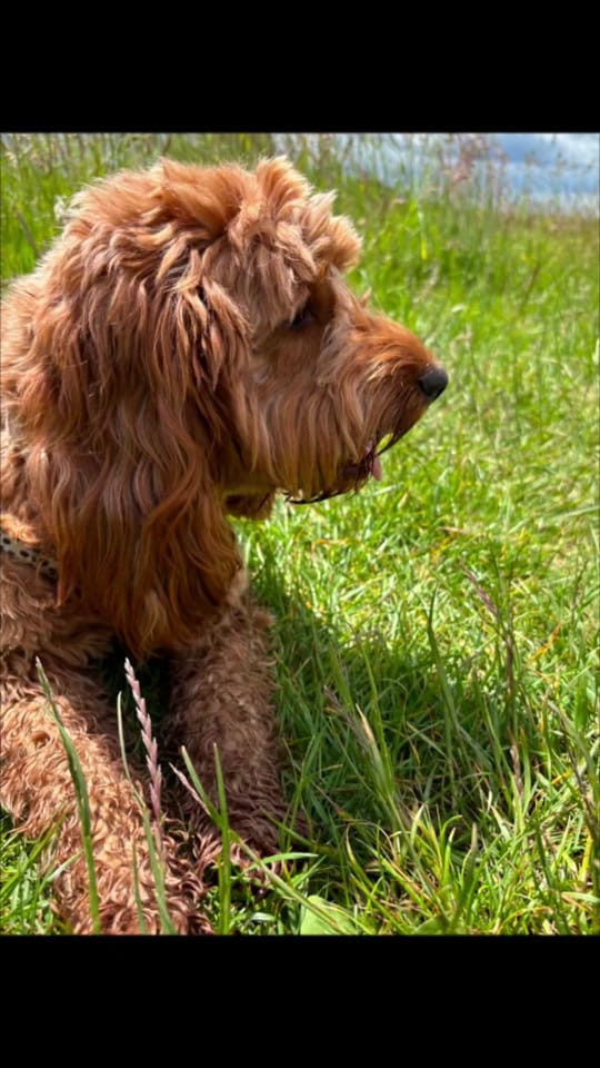 Post 7 by Mabel the Bagel the cockerpoo on TikTok (video)
