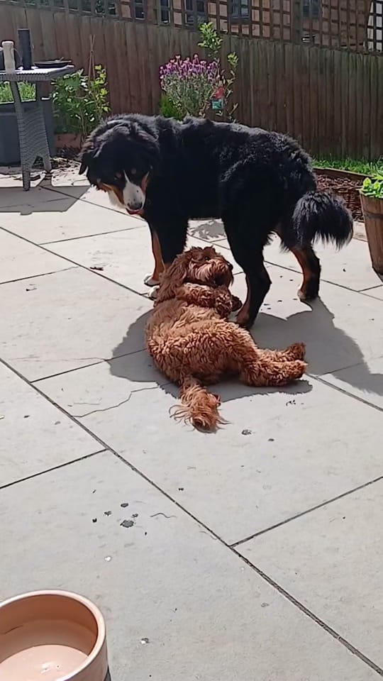 Post 2 by Mabel the Bagel the cockerpoo on TikTok (video)