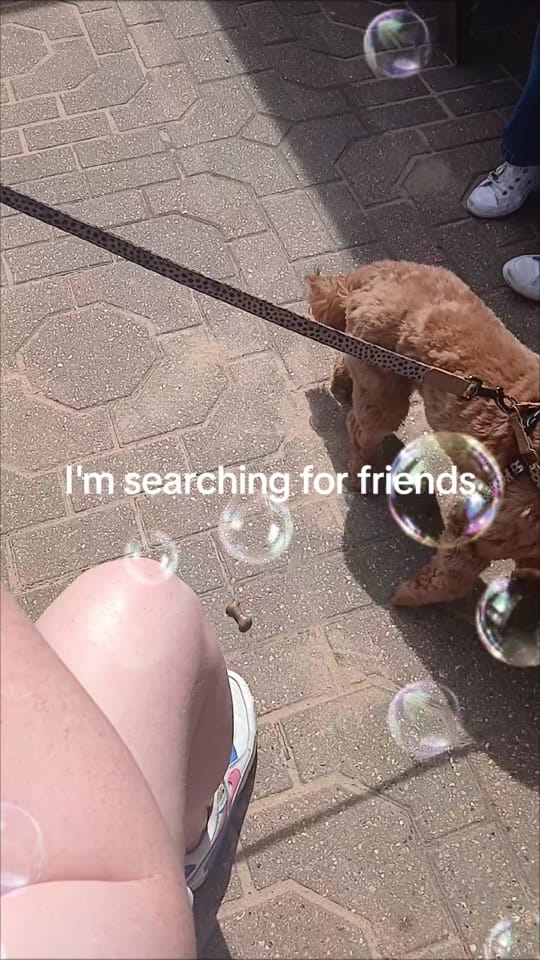 Post 1 by Mabel the Bagel the cockerpoo on TikTok (video)