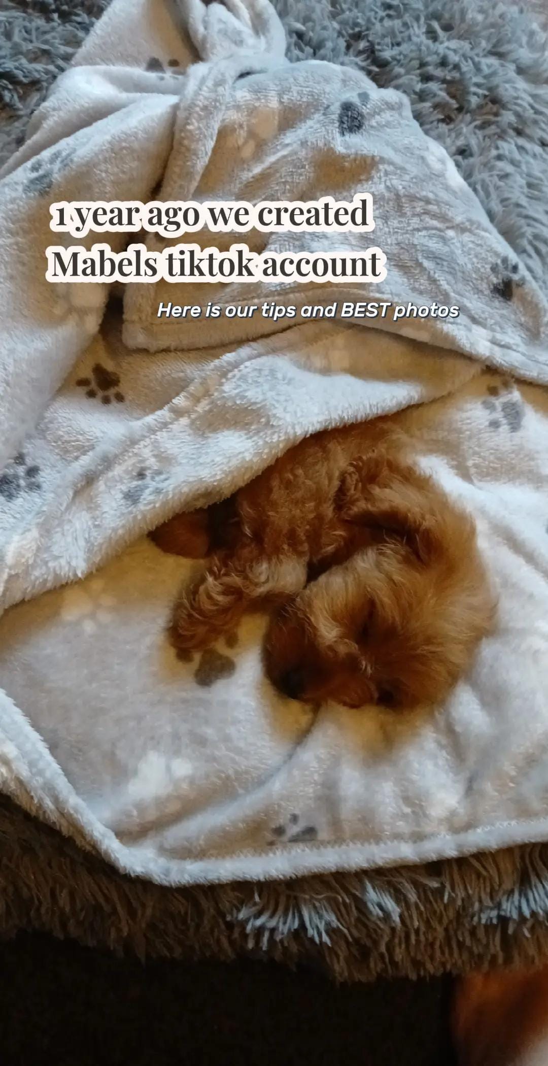 Post 4 by Mabel the Bagel the cockerpoo on TikTok (video)
