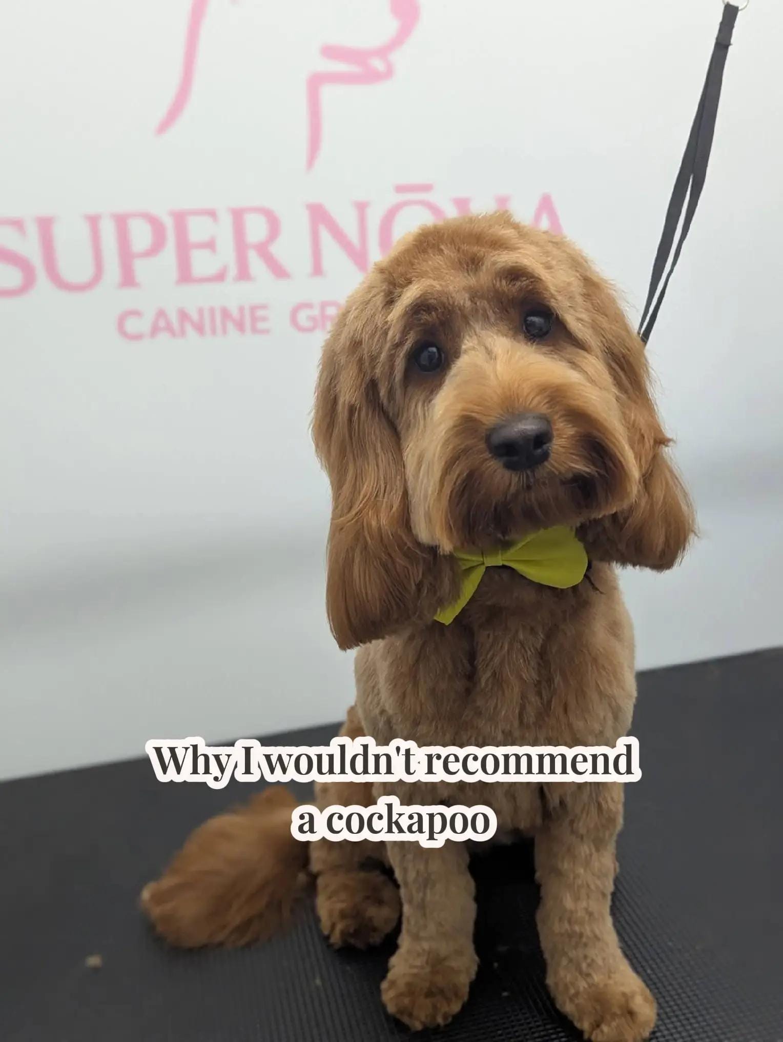 Post 8 by Mabel the Bagel the cockerpoo on TikTok (video)