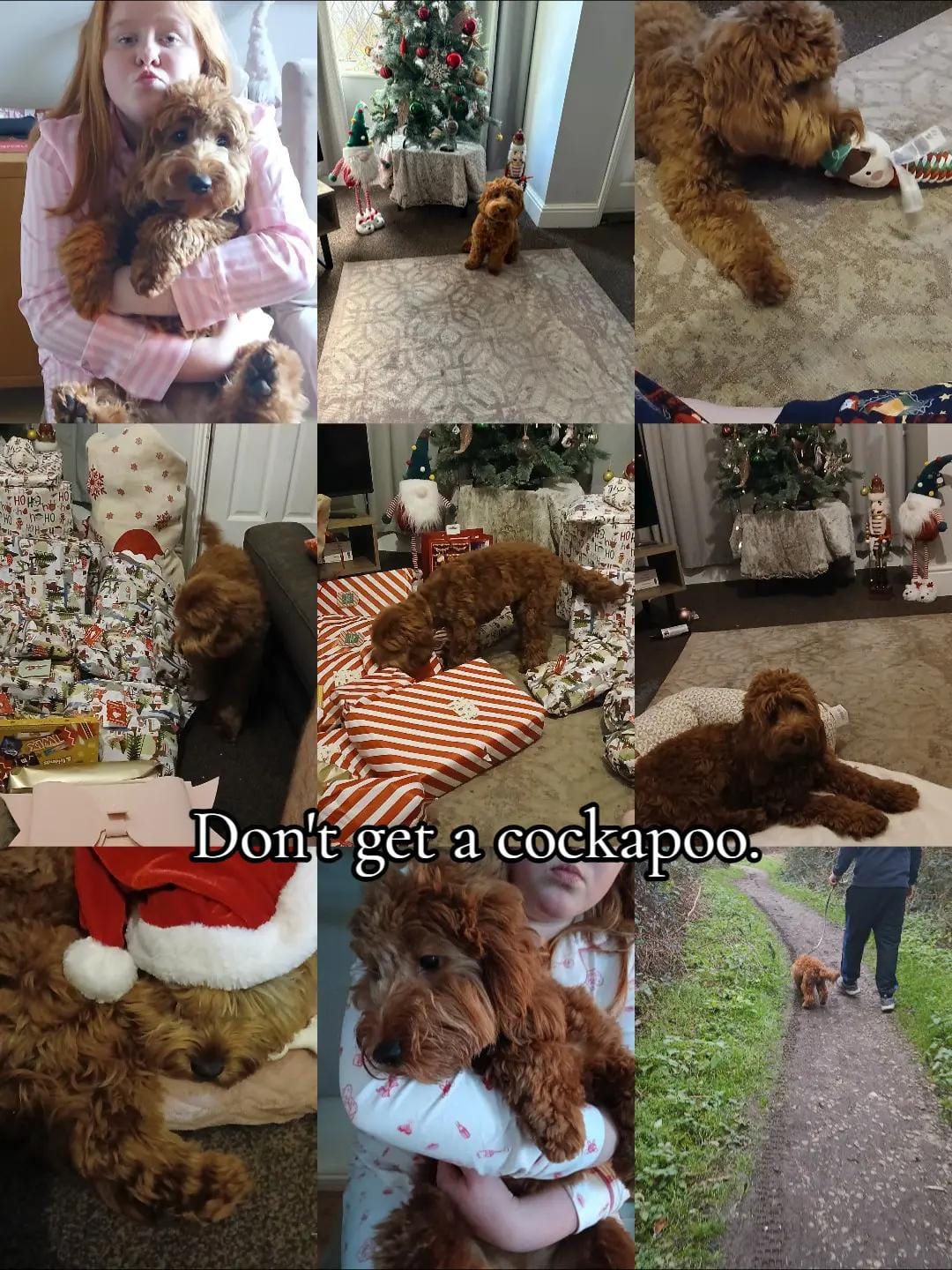 Post 10 by Mabel the Bagel the cockerpoo on TikTok (video)