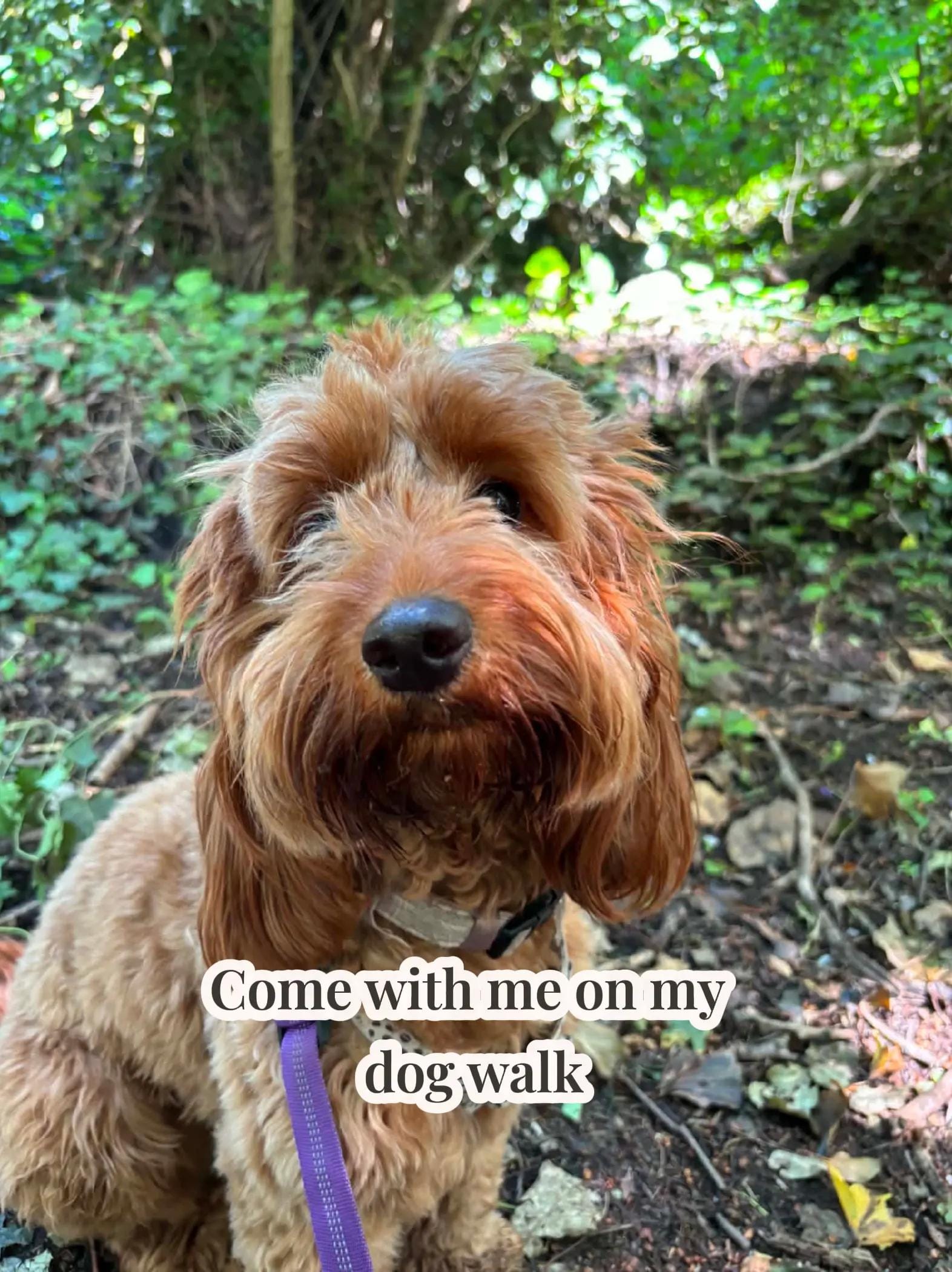 Post 5 by Mabel the Bagel the cockerpoo on TikTok (video)