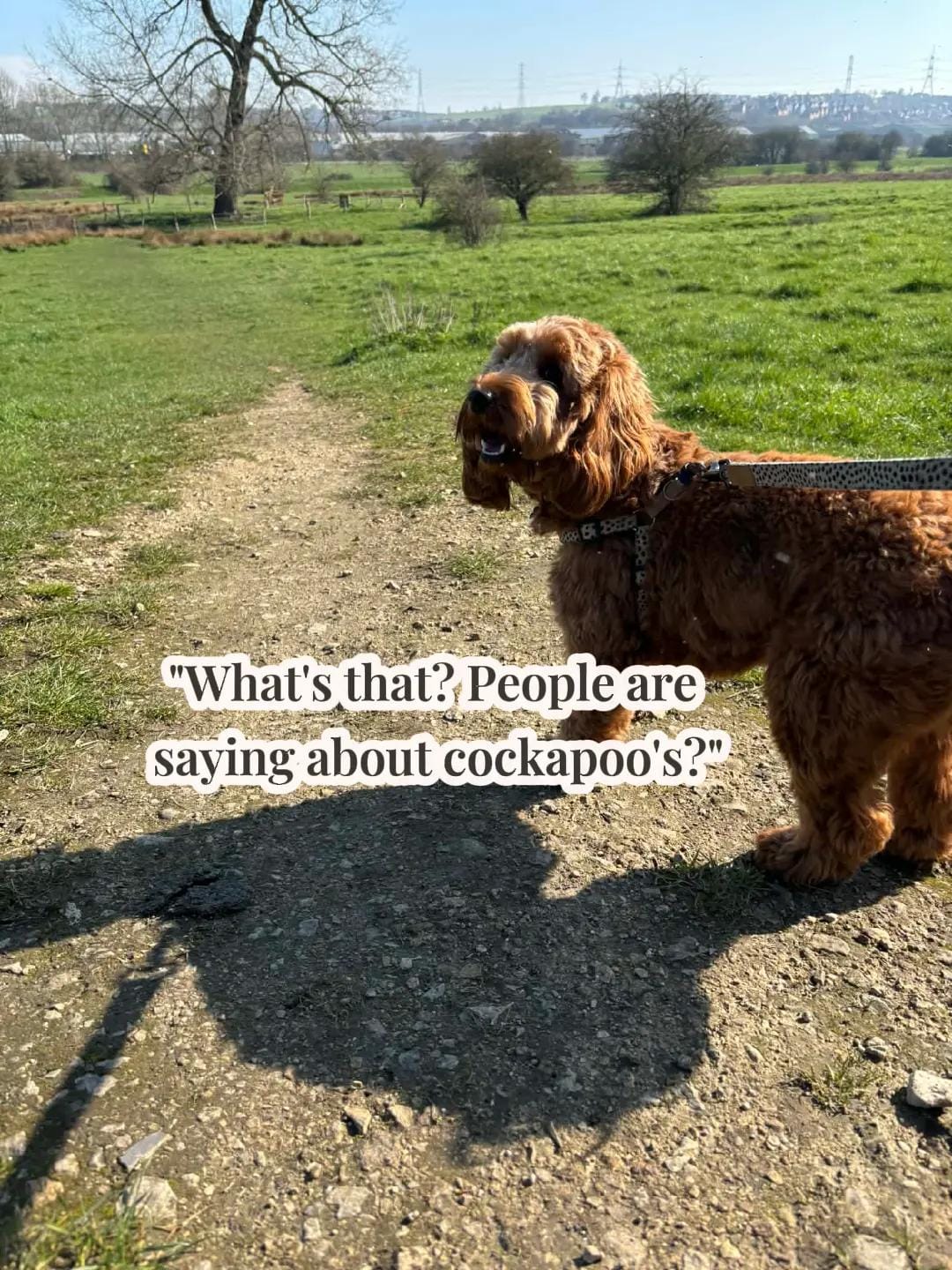 Post 9 by Mabel the Bagel the cockerpoo on TikTok (video)