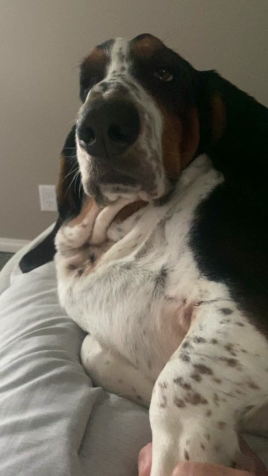 Post 4 by Bandit the Basset Hound on TikTok (video)