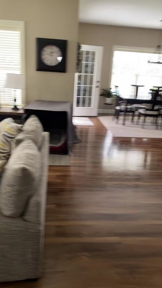 Post 6 by Bandit the Basset Hound on TikTok (video)