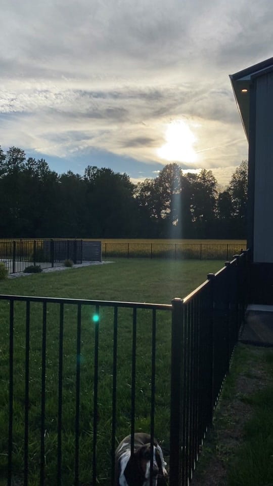 Post 1 by Bandit the Basset Hound on TikTok (video)