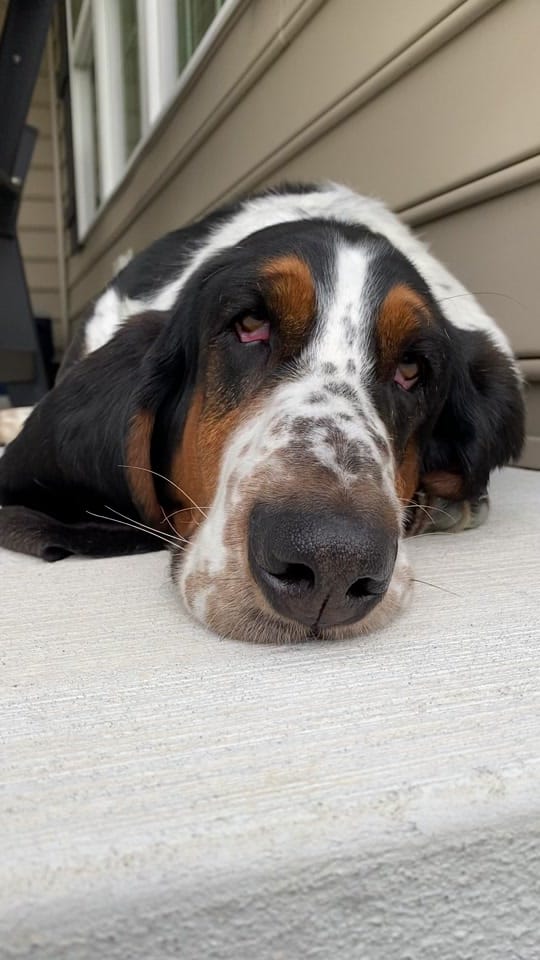 Post 8 by Bandit the Basset Hound on TikTok (video)