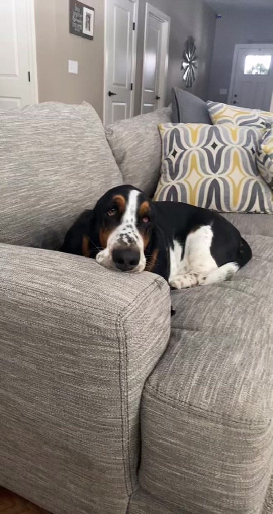 Post 10 by Bandit the Basset Hound on TikTok (video)